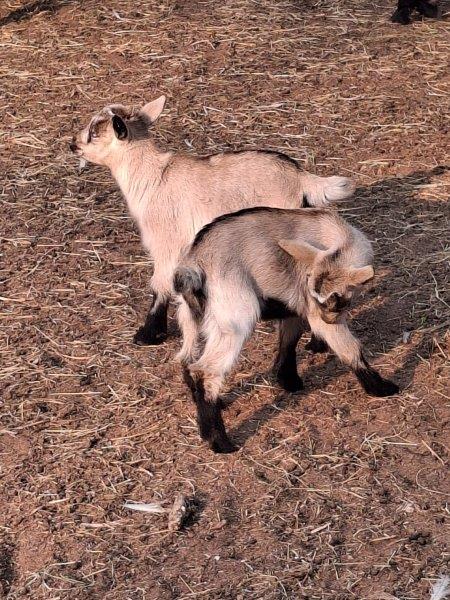 Visit the Springtime Babies at Crocworld Conservation Centre!