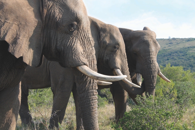 addo elephant lodge and safaris