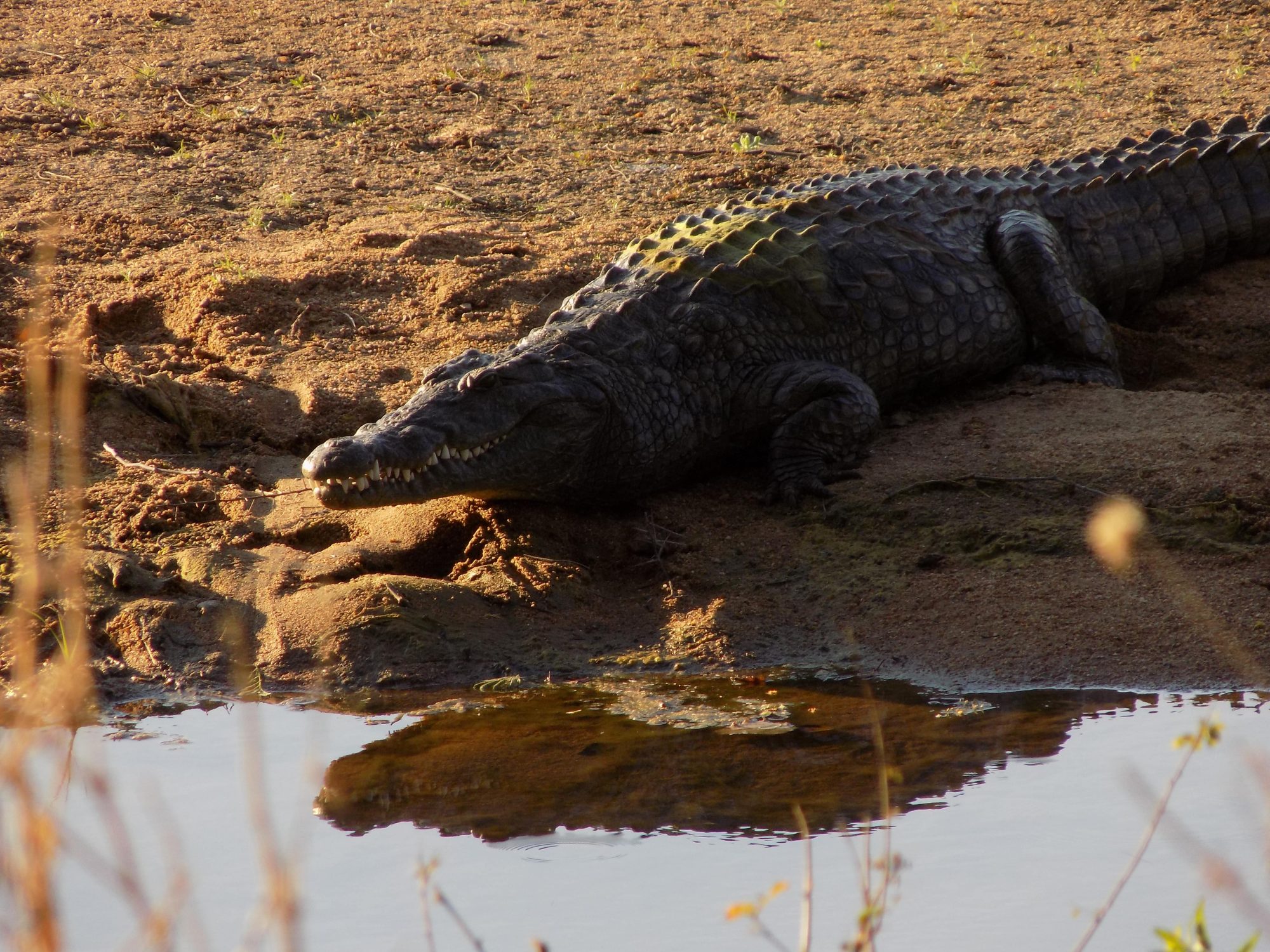Limpokwena Nature Reserve, Limpopo