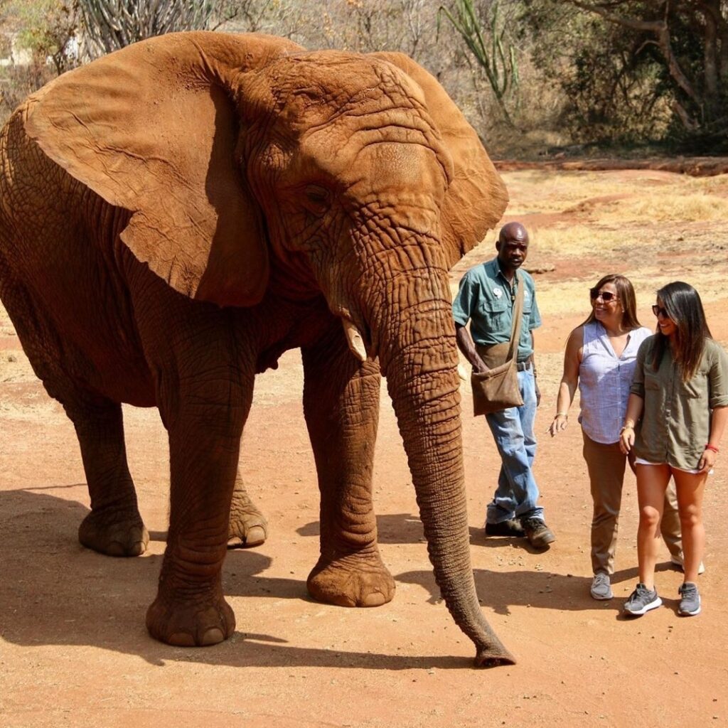 Hartbeespoort Elephant Sanctuary