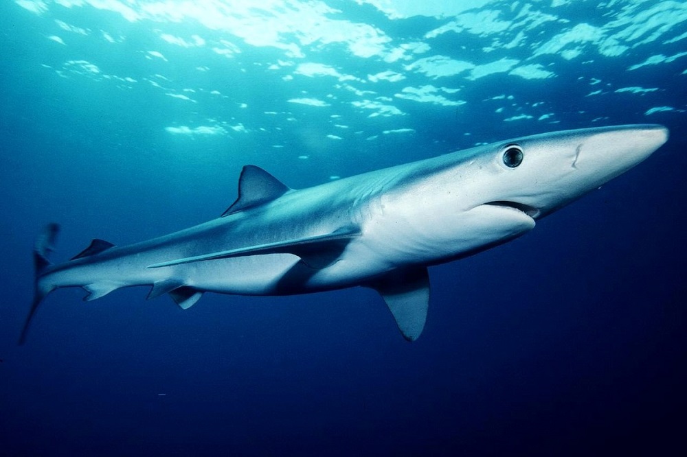 African Shark Eco-Charters
