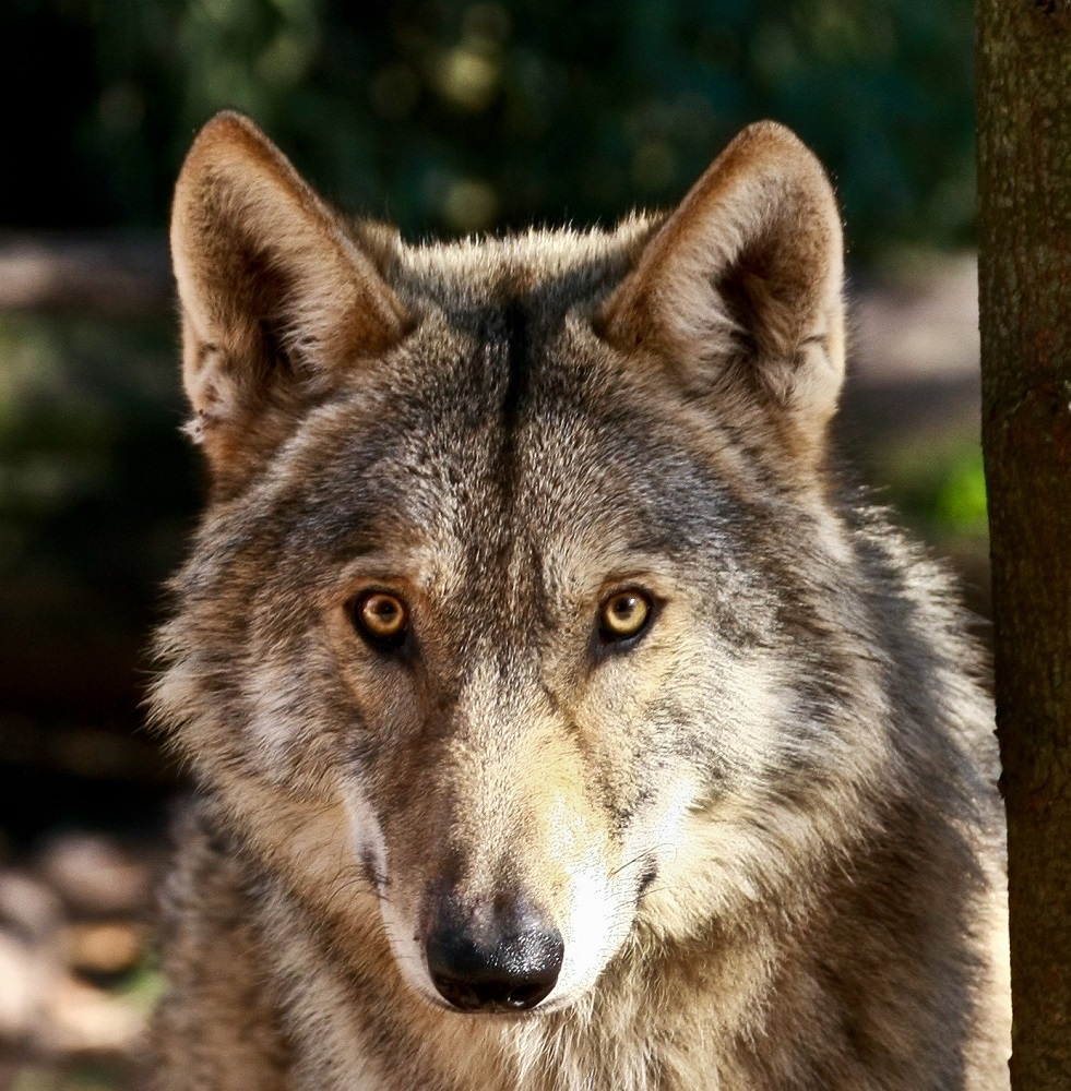 Ever Seen a Real Wolf? You Can at the Garden Route Wolf Sanctuary - Home  Food and Travel