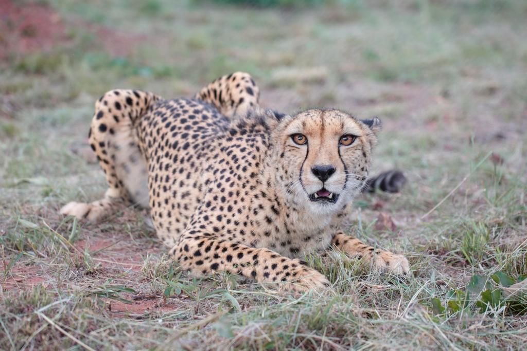 ZA Cheetah Conservation Cheetah Experience