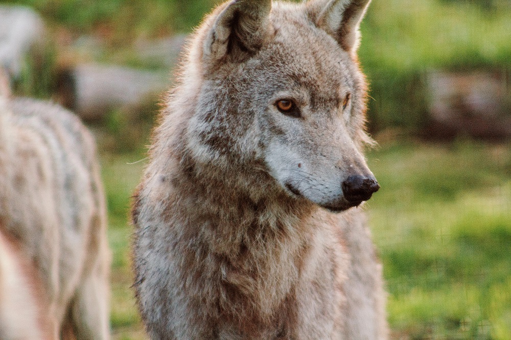 Tsitsikamma Wolf Sanctuary