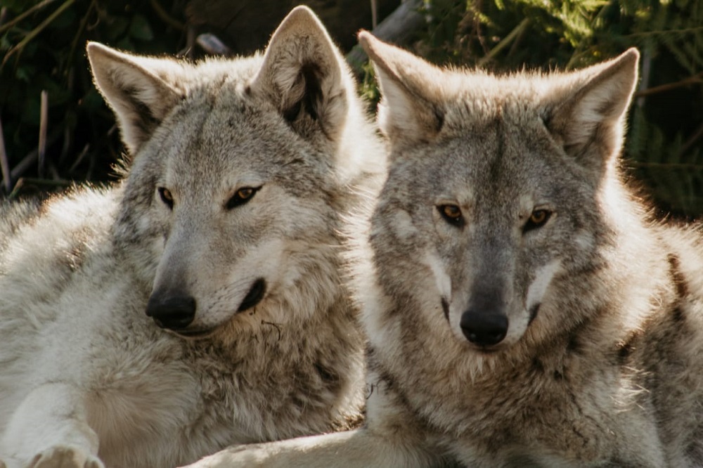Tsitsikamma Wolf Sanctuary