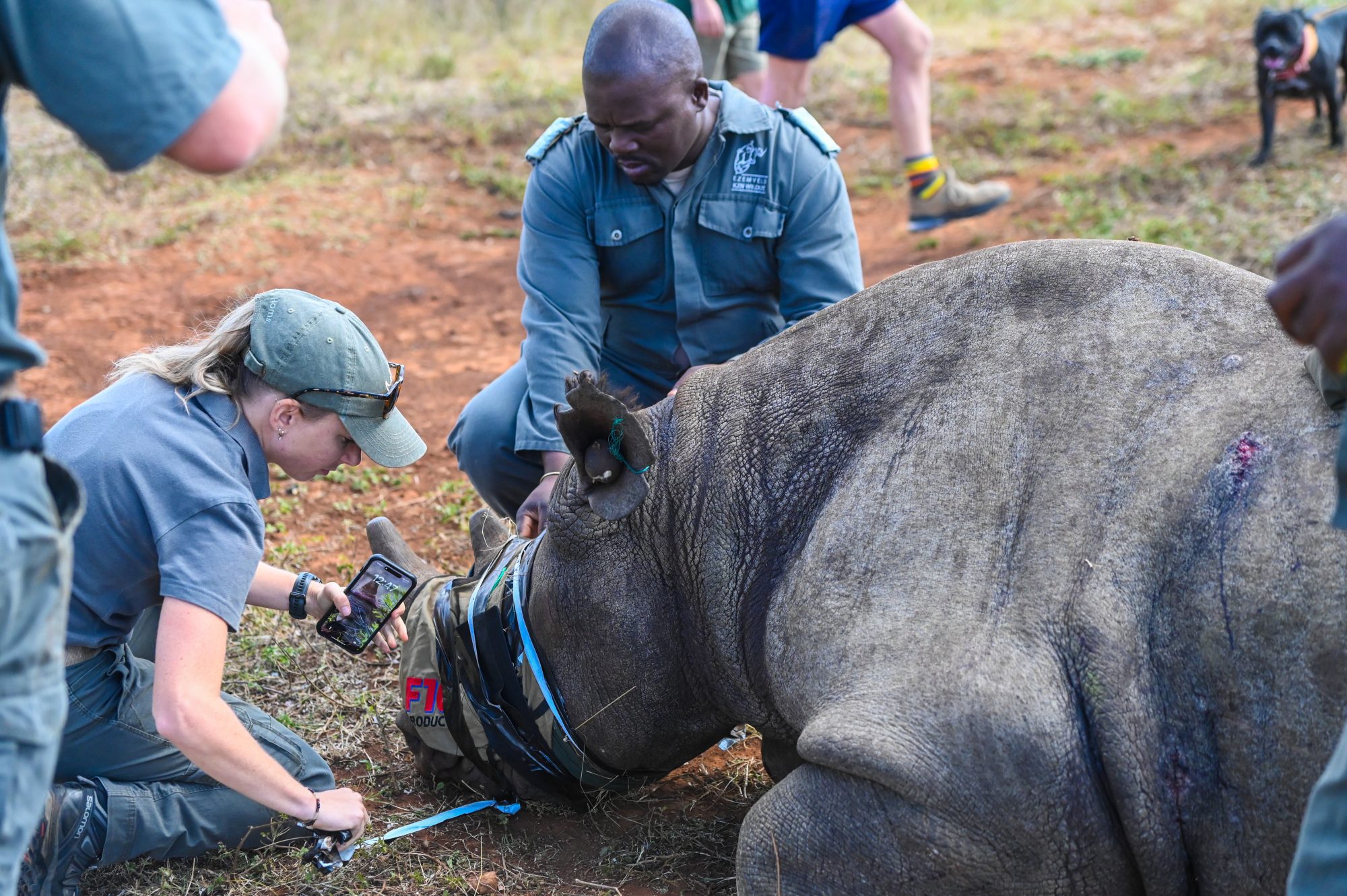 Black Rhino Founder Population Return to Mozambique