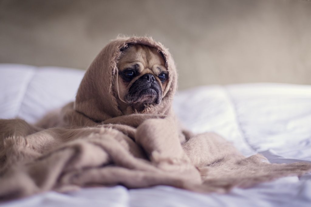 Be The Reason One Township Pet Stays Warm This Winter