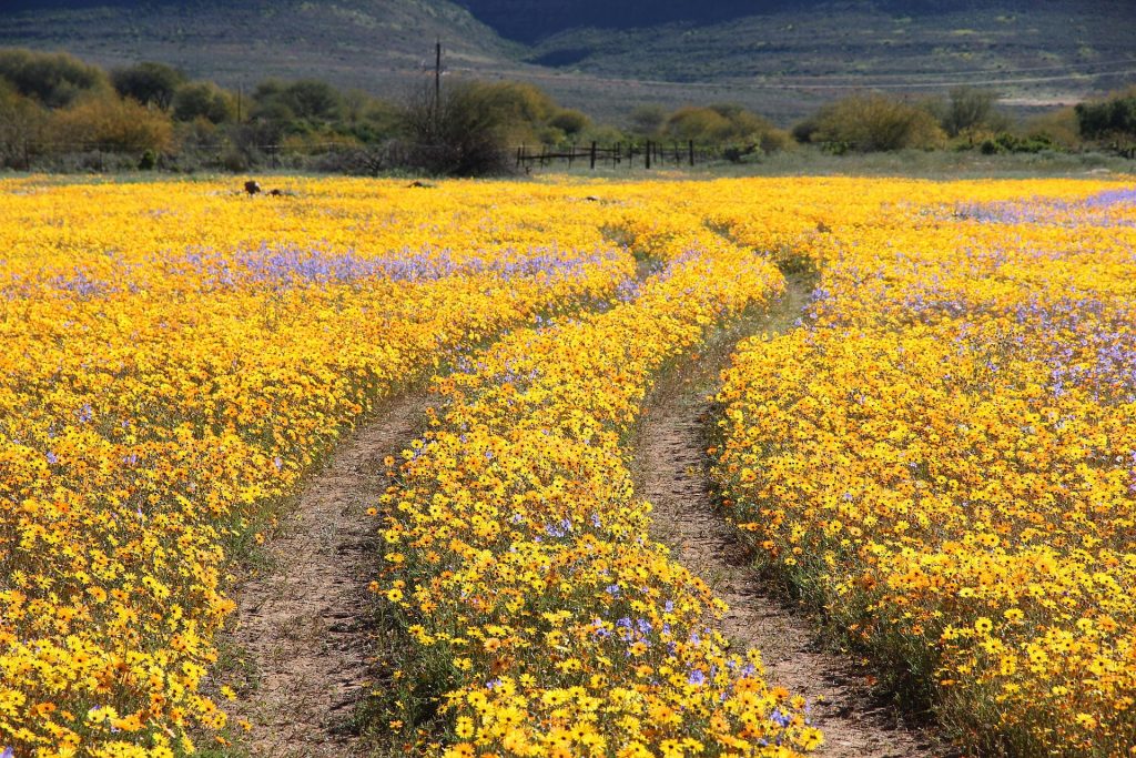 From Emerald Coast to Rugged Peaks, This is The Grand Tour of the Cape's Hidden Depths You Have Been Looking For