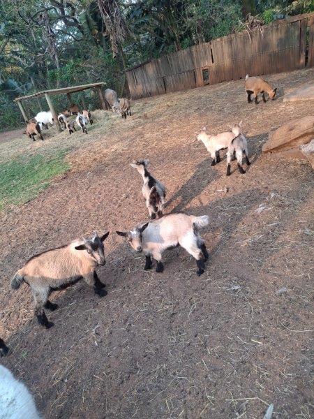 Visit the Springtime Babies at Crocworld Conservation Centre!