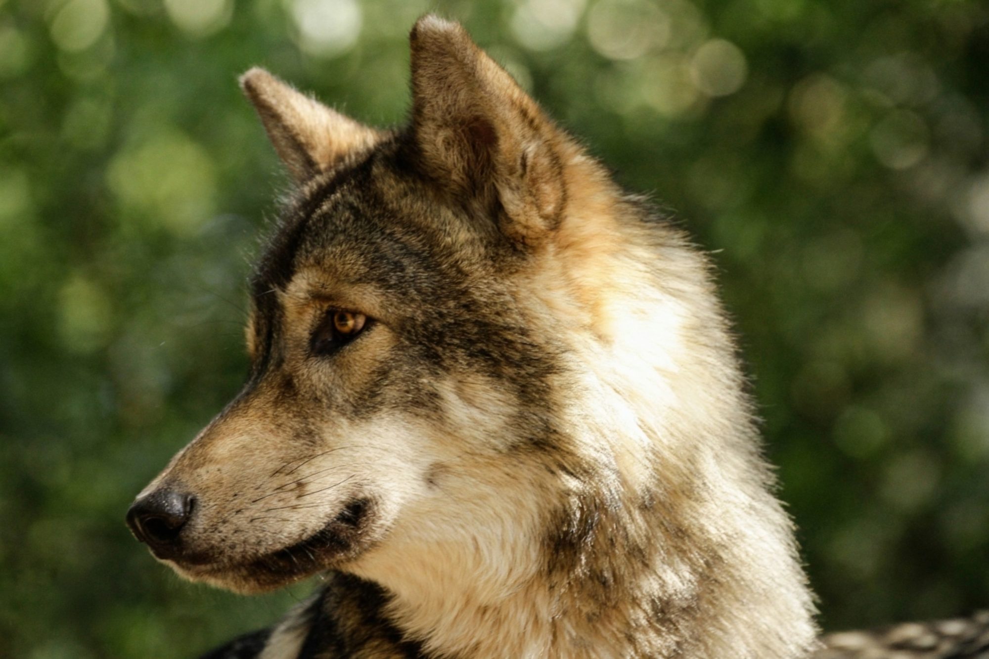 Garden Route Wolf Sanctuary